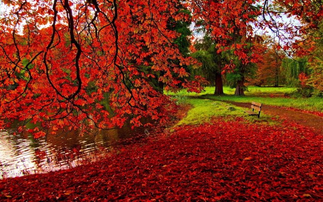 autumn-in-red